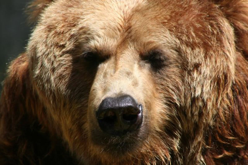 Brown Bear Full Face
